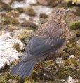 /album/my-local-birding-gallery/blackbird-youngster-looking-for-its-mum-jpg/